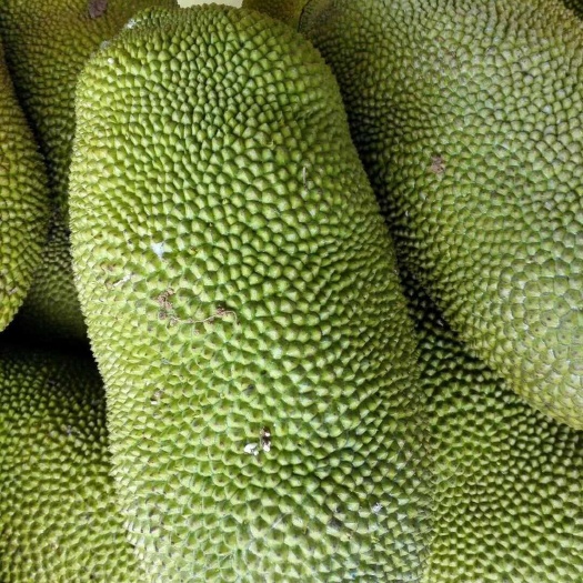玉林海南菠萝蜜 15斤以上