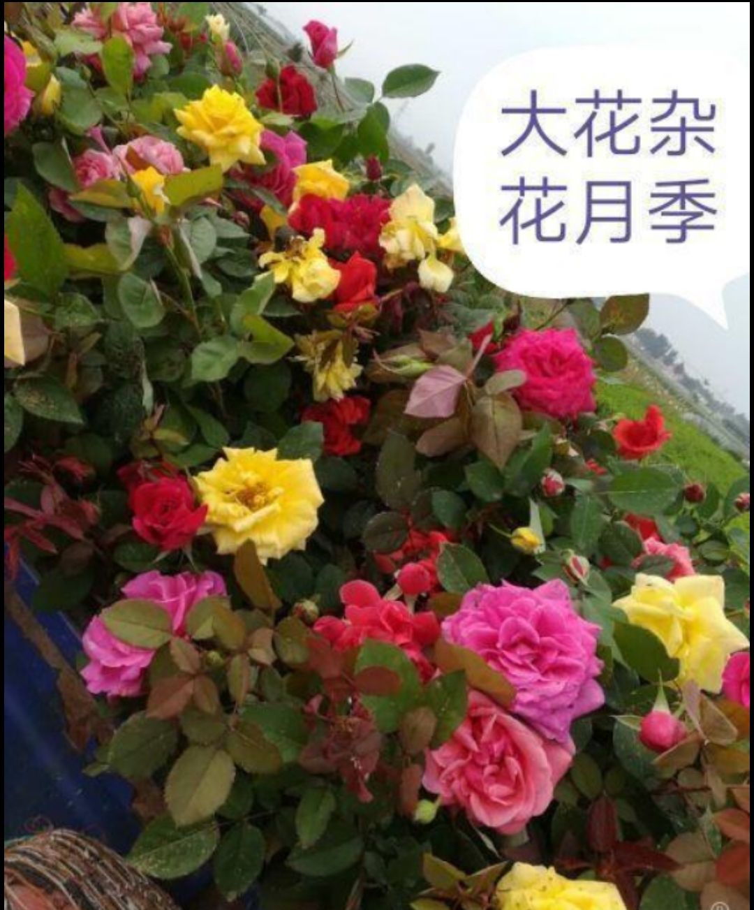大花月季  月季花