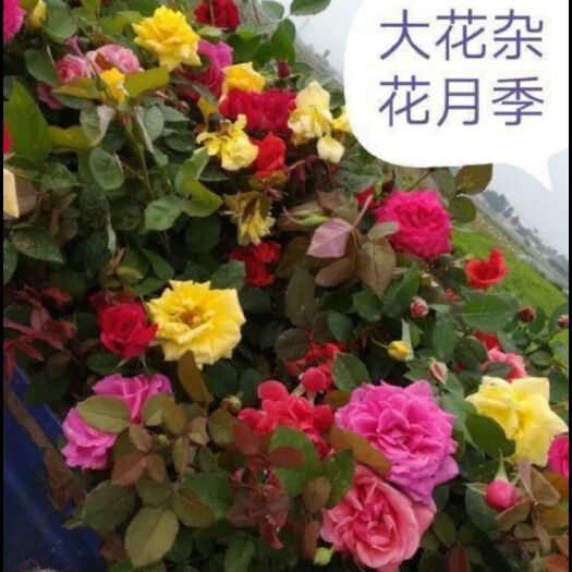 定州市大花月季  月季花