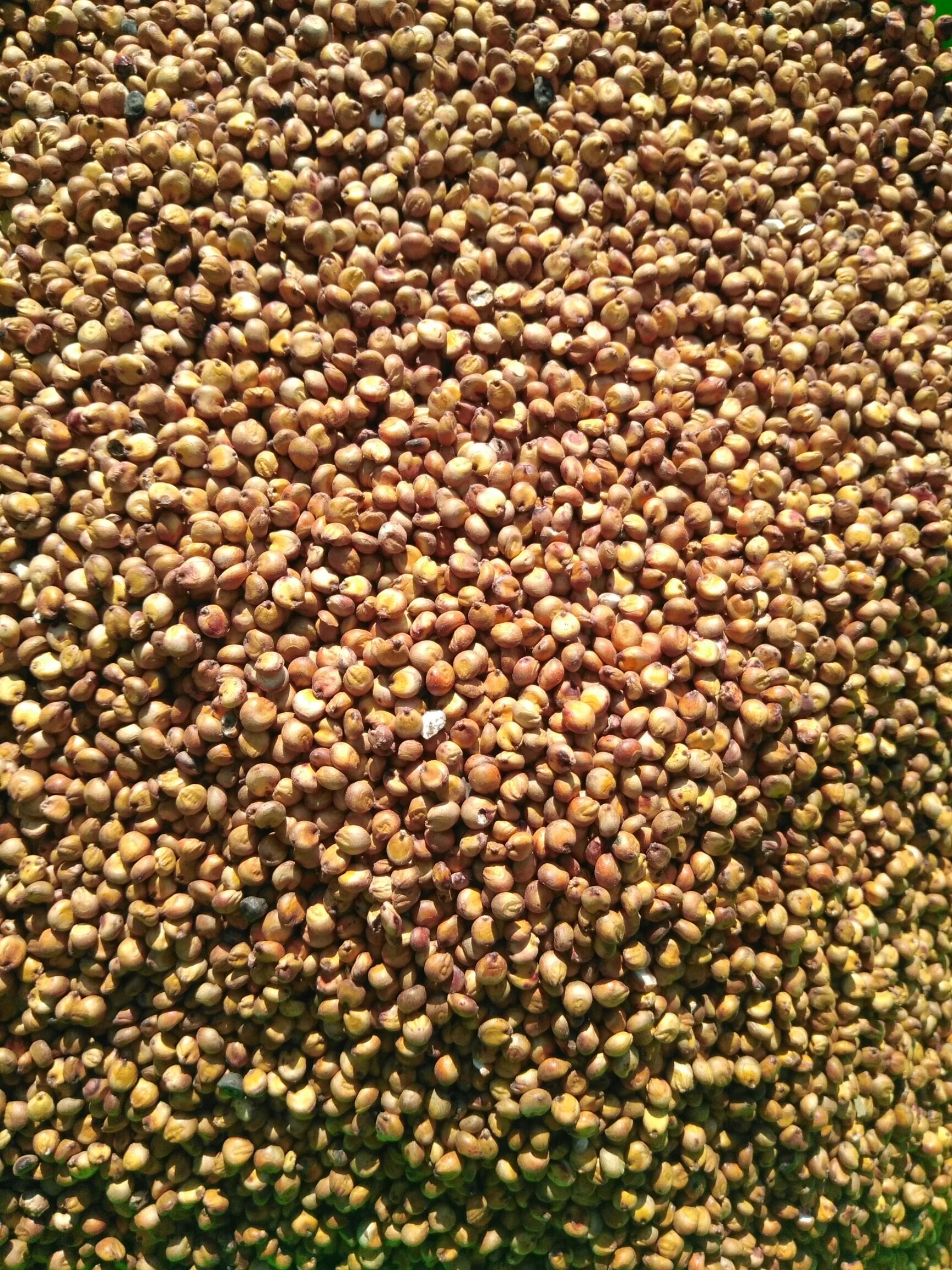 霉变 ≤1%晋杂22号