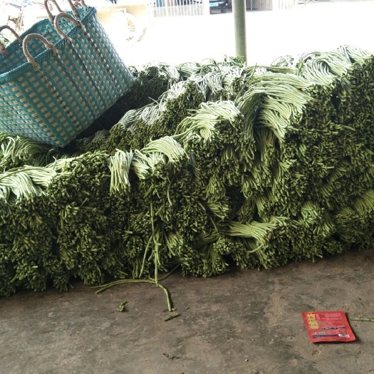 合浦县架豆角 40cm~70cm