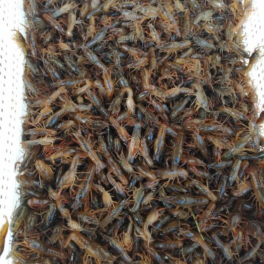 潜江市小龙虾苗