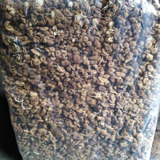 古田县古田茶树菇 未开伞 干茶树菇