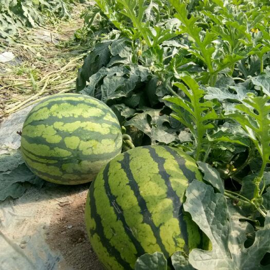 惠安县美都麒麟西瓜 6斤打底 9成熟  头茬瓜
