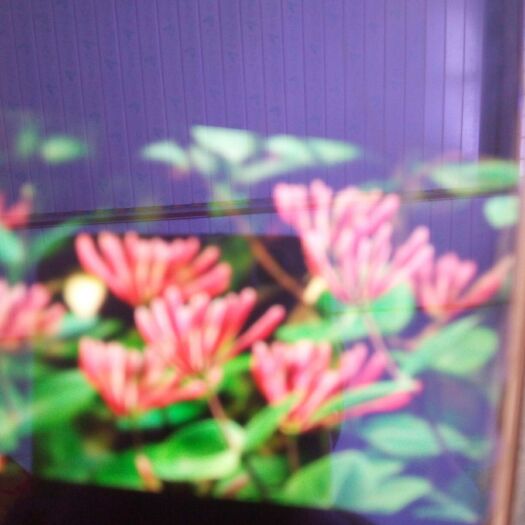 平邑县 金银花苗
