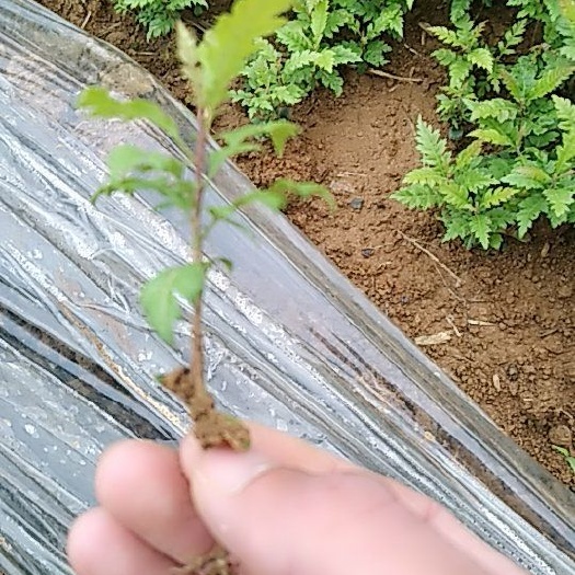阳朔县杨梅芽苗