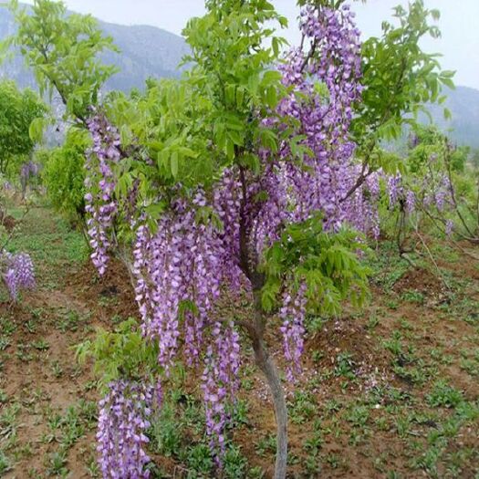沭阳县 多花紫藤树苗 紫藤苗盆栽紫藤花苗攀援花卉 紫藤盆栽爬藤植物凌