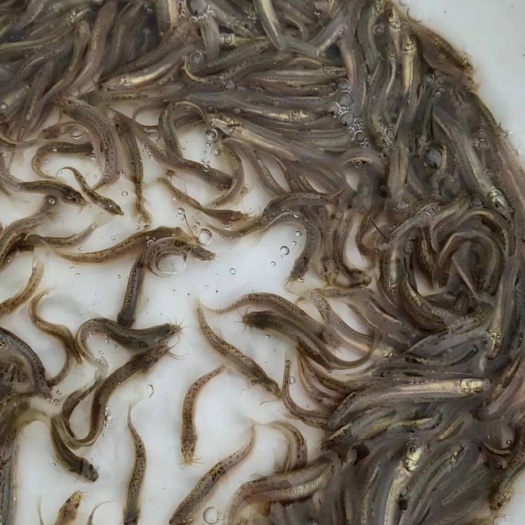 广州泥鳅苗
