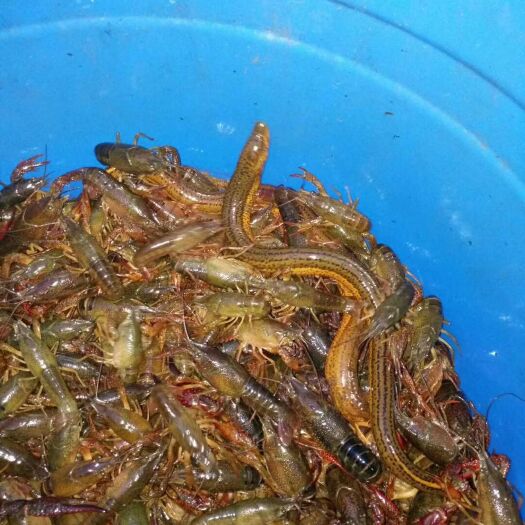 重庆市青壳小龙虾 4-9 人工养殖