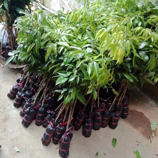 灵山县无核荔枝苗