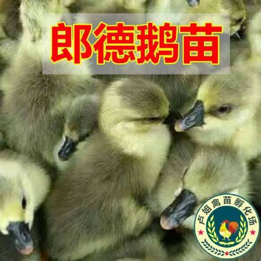 南宁郎德鹅苗 包打疫苗 技术指导 诚信企业