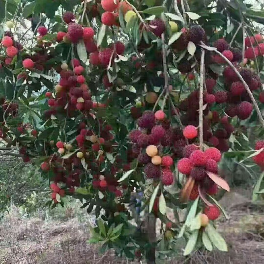 灵山县水晶杨梅树苗