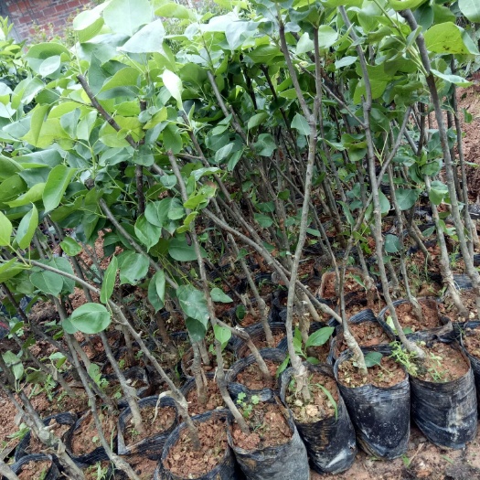 灵山县秋子梨苗  沙果梨苗 0.5~1米 秋子梨