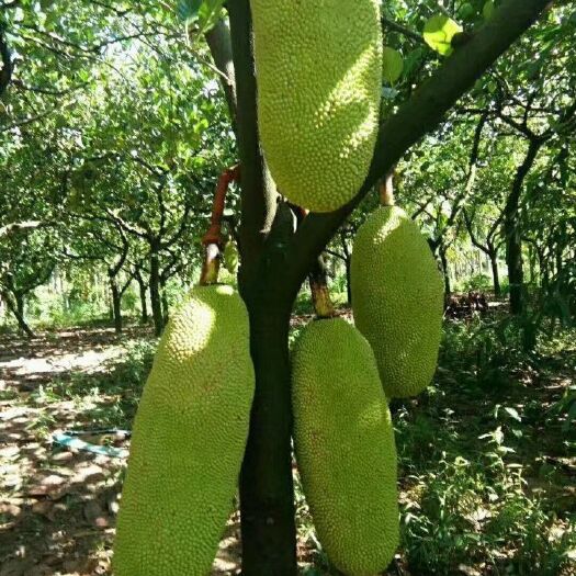 灵山县马来西亚一号菠萝蜜苗