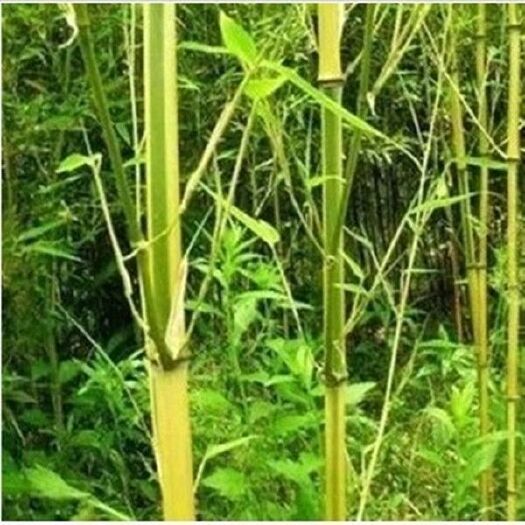 沭阳县金镶玉竹