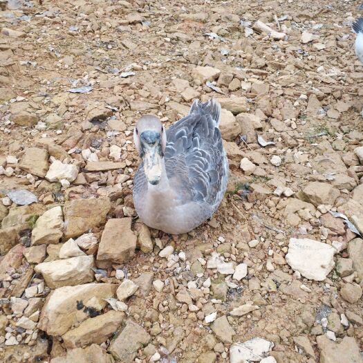 钦州马岗鹅 8-10斤 统货 全散养 
