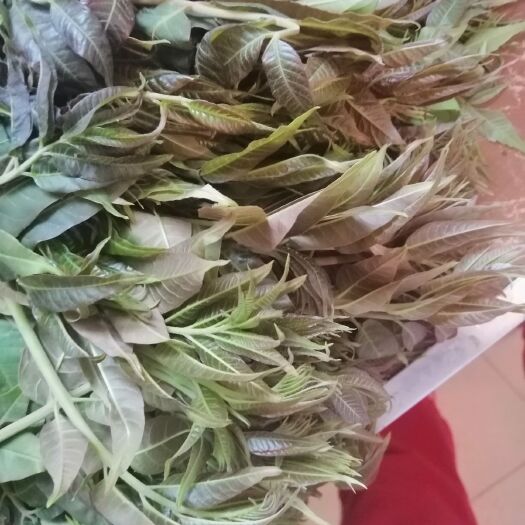 安国市红香椿芽 混装通货