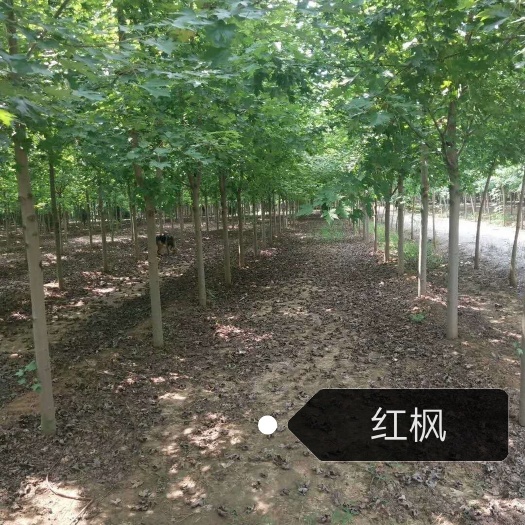 泰安美国红枫