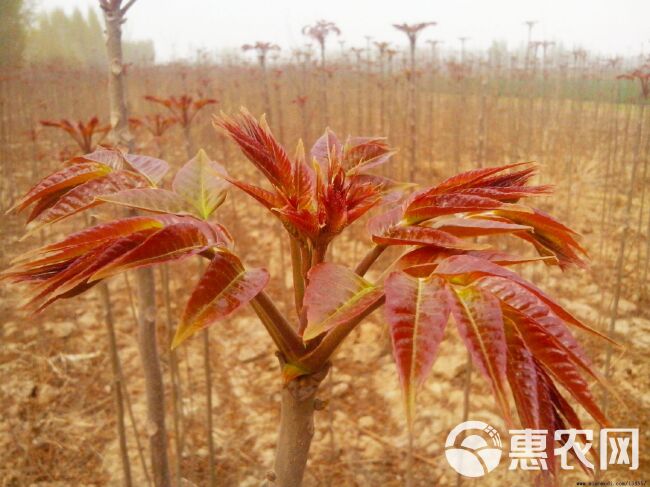 香椿种子  ≥70% 红油香椿种子多年生