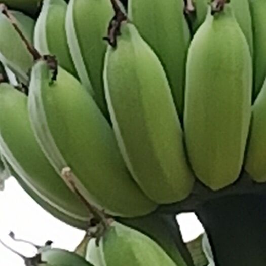广州粉蕉 八成熟