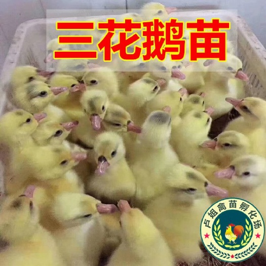南宁大三花鹅苗 包打疫苗 技术指导 诚信企业