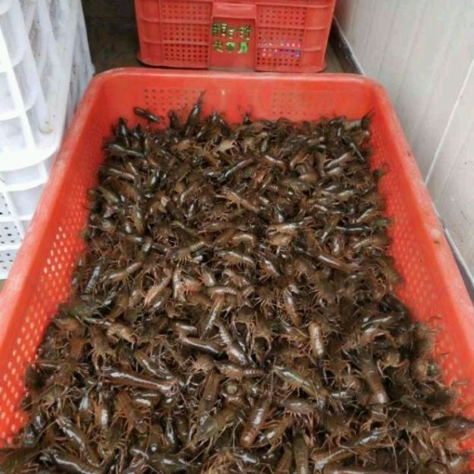 长丰县龙虾苗