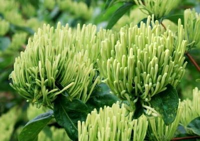 平邑县四季金银花苗 20~30公分