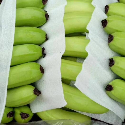 北京菲律宾香蕉 七成熟