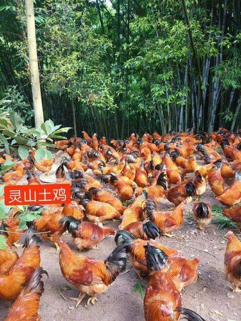 南宁灵山麻土鸡苗  土1 土1.5 土2