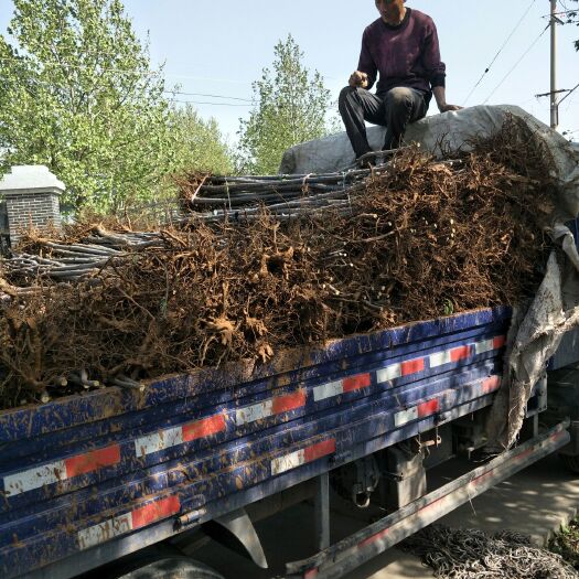 甜柿子树苗 泰安优质柿树苗基地直供 果实饱满易种植