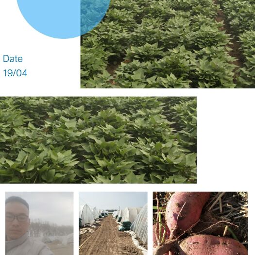 林州市商薯19红薯苗  一代脱毒优质红薯苗出售