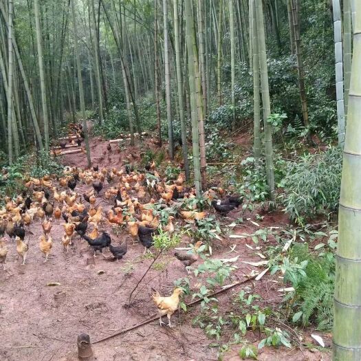 郴州 散养竹林虫草绿壳鸡蛋