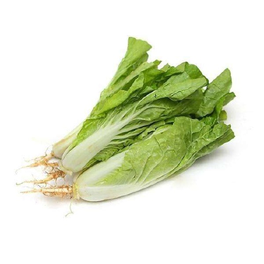 中山市小青菜 8cm以下