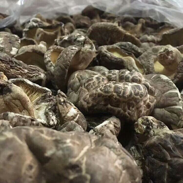 椴木菇 袋装 1年以上 
