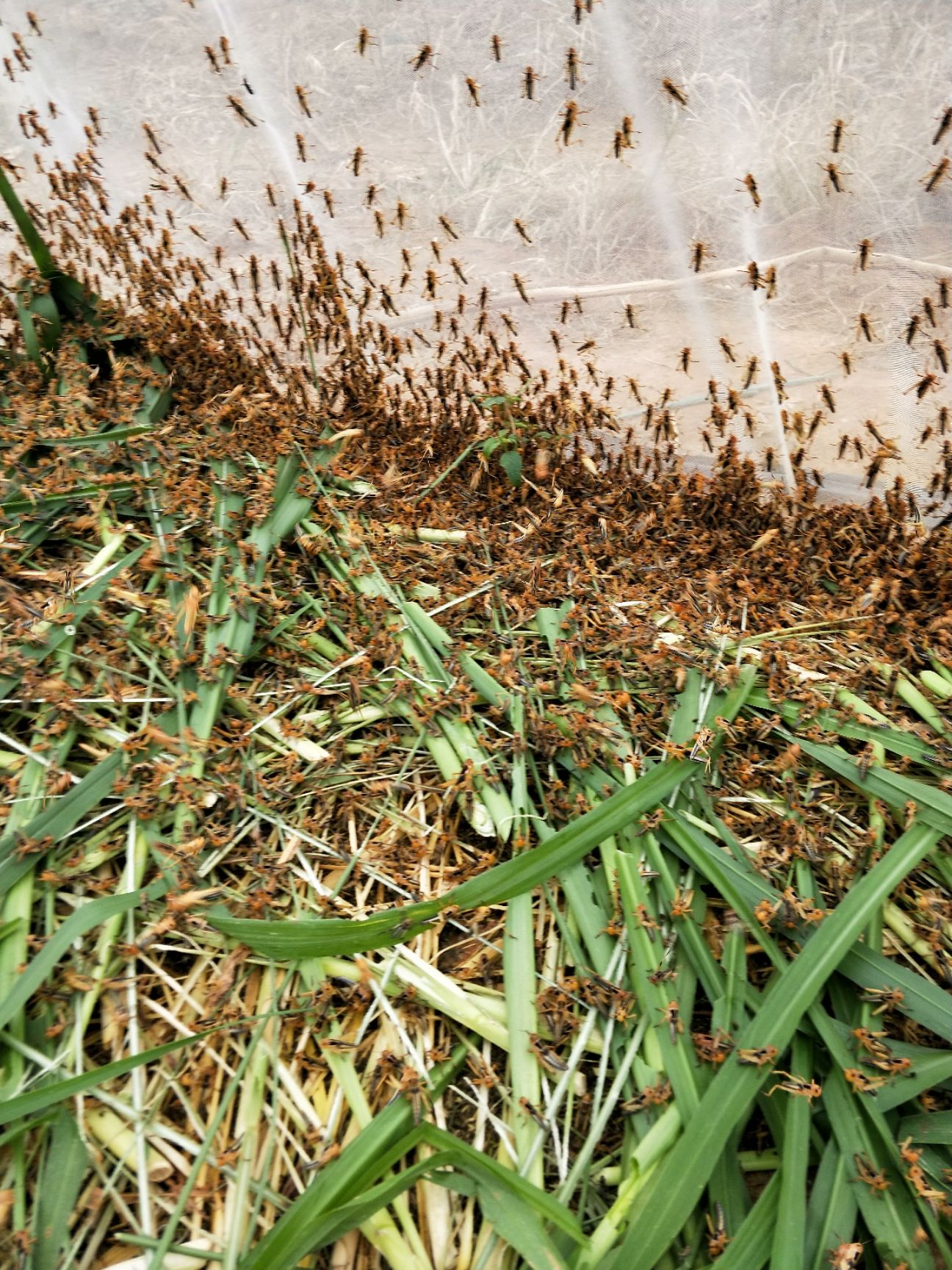  蝗虫，蚂蚱活虫冰鲜