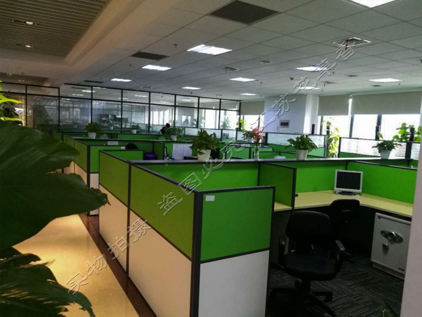 木香花苗攀缘花卉苗黄色红色白色木香爬藤植物 阳台盆栽花卉