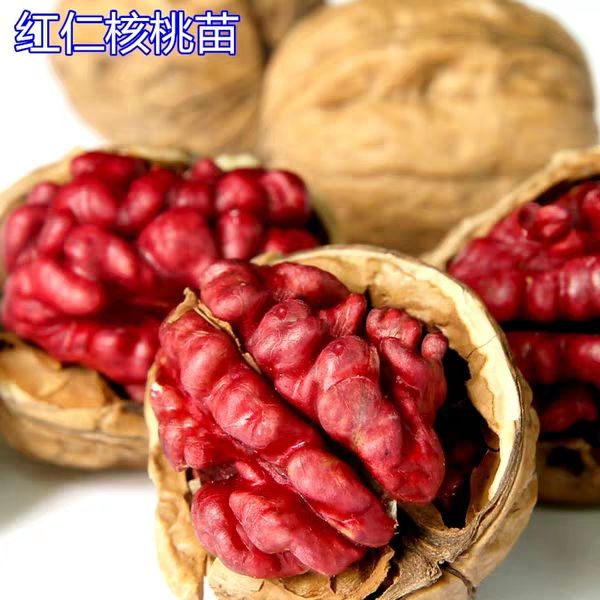 [美国加州彩色红核桃苗批发]美国加州彩色红核