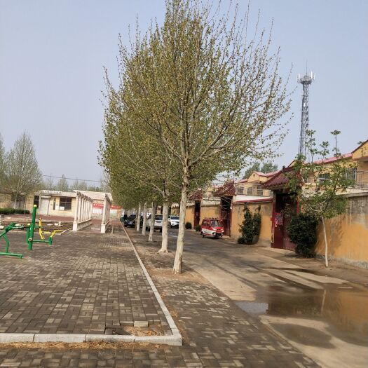 广宗县速生法桐