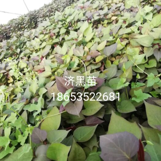 东平县紫薯苗 订单种植，保价回收商品