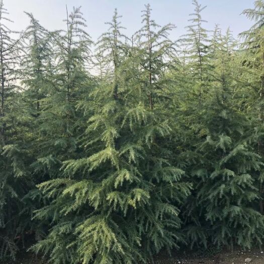 南京普通雪松  农户直销，质量好，价格低。2.5米以上雪松