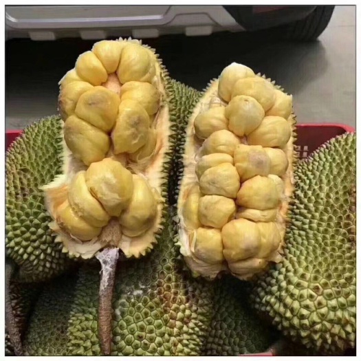 灵山县榴莲蜜树苗