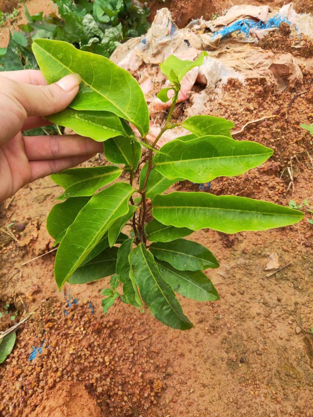 甜蜜蜜百香果苗