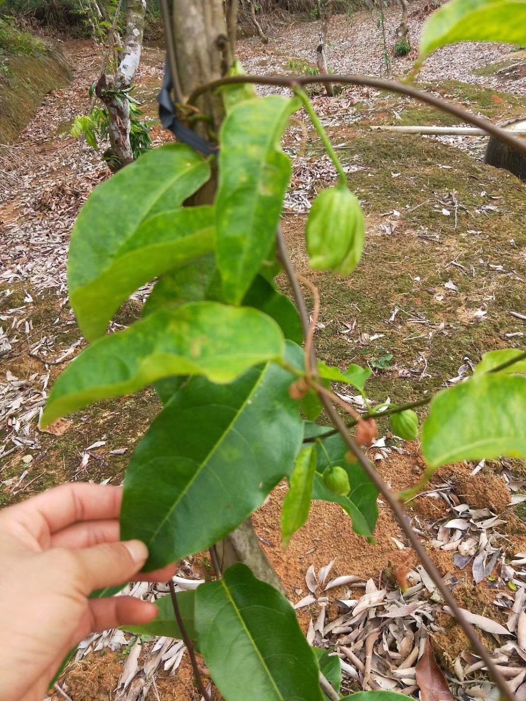 甜蜜蜜百香果苗