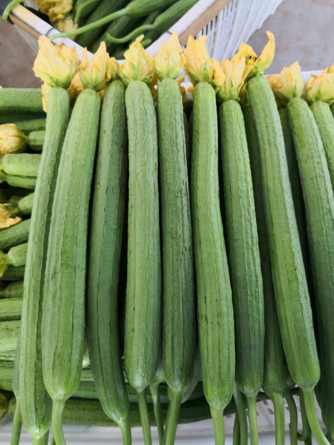 鲜花丝瓜 30~50cm