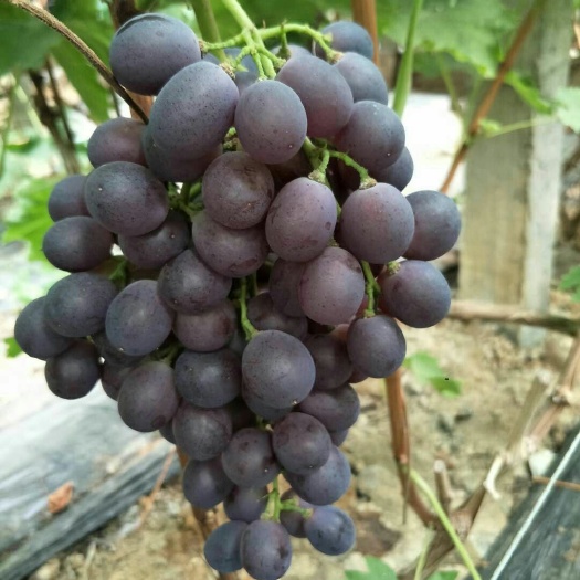 沂水县紫玫瑰