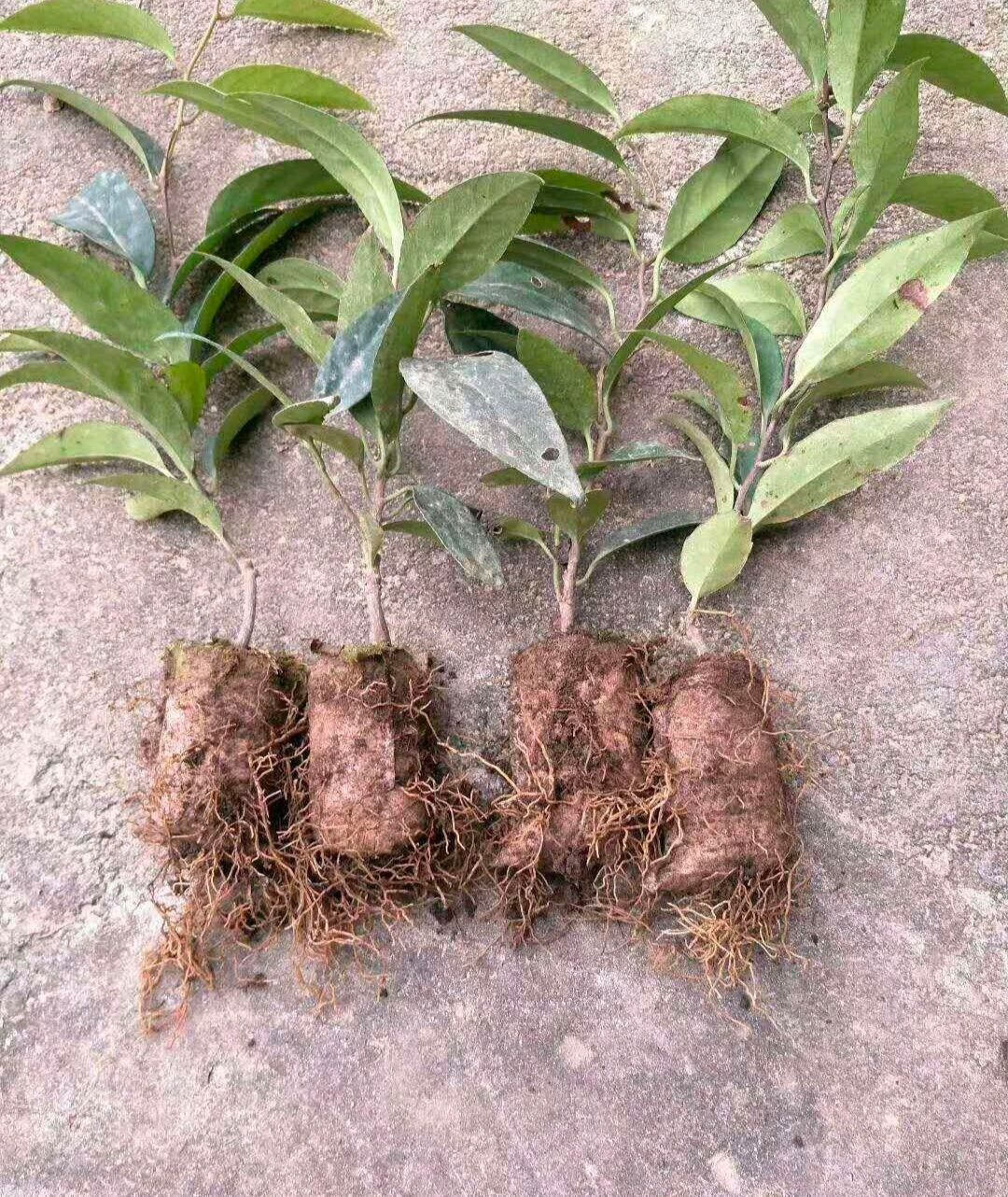 粉红黑老虎苗