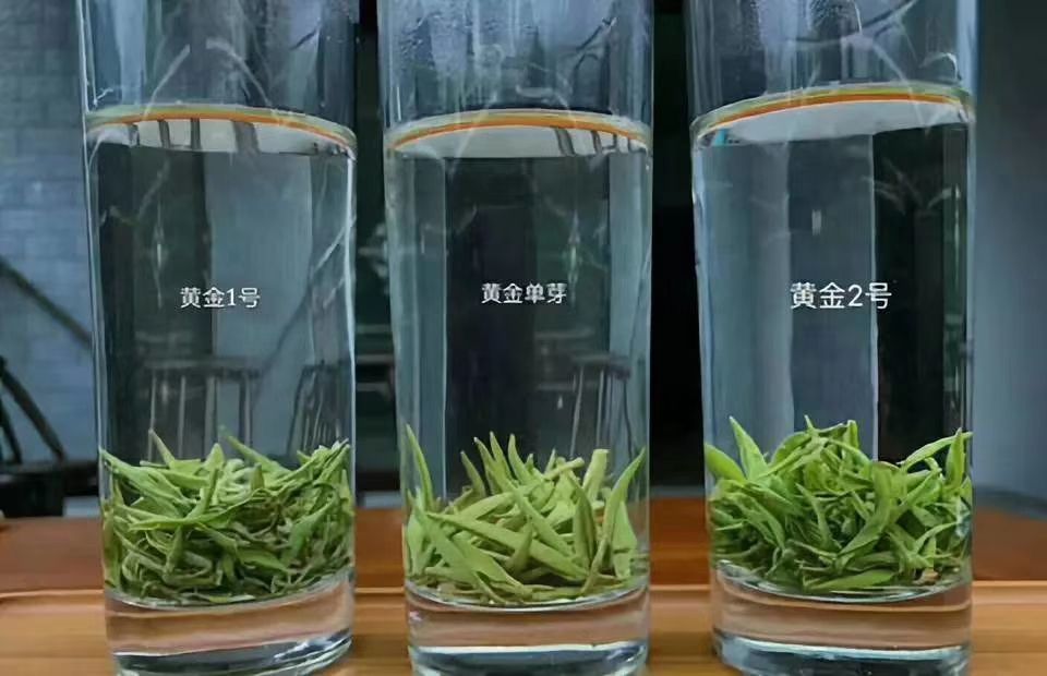 湘西黄金茶 一级 散装 保靖黄金茶