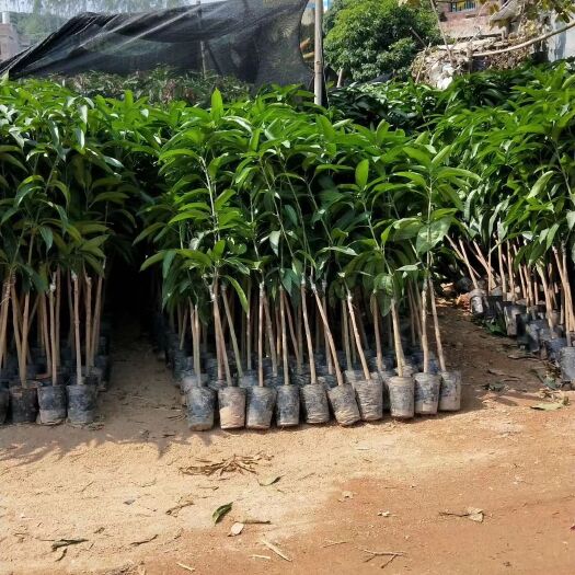 灵山县贵妃芒果苗 种植管理，投入有机复合肥料…一个星期半个月洒一次虫药根枝青