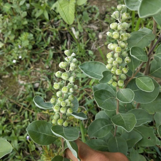 太湖县蔓荆子苗 （单叶正品）