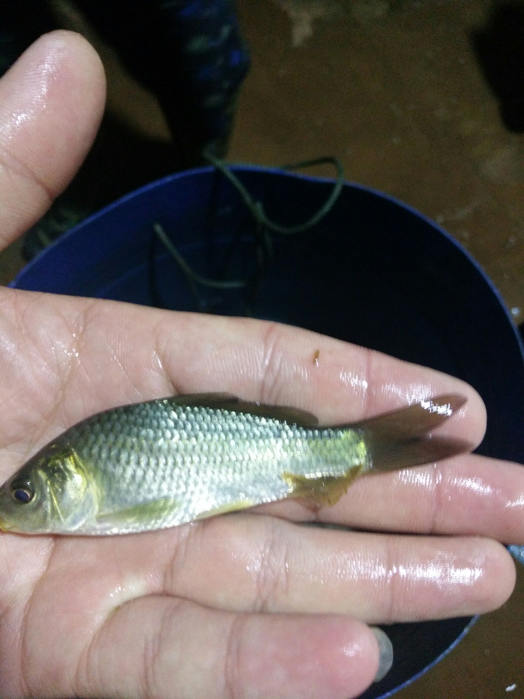 鲤鱼苗 ，裸斑